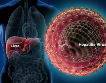 Hepatitus virus and the liver