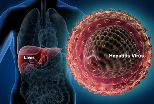 Hepatitus virus and the liver
