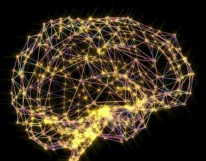 Brain