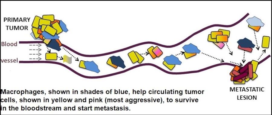 Illustration of cancer cells in the bloodstream being aided by macrophages.