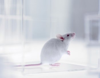 Photo of white mouse
