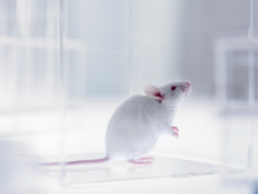 Photo of white mouse