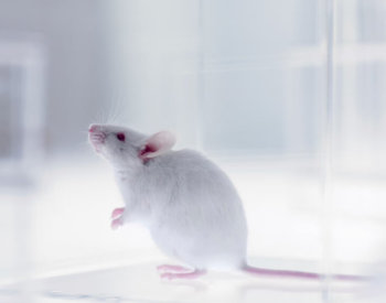Photo of white mouse