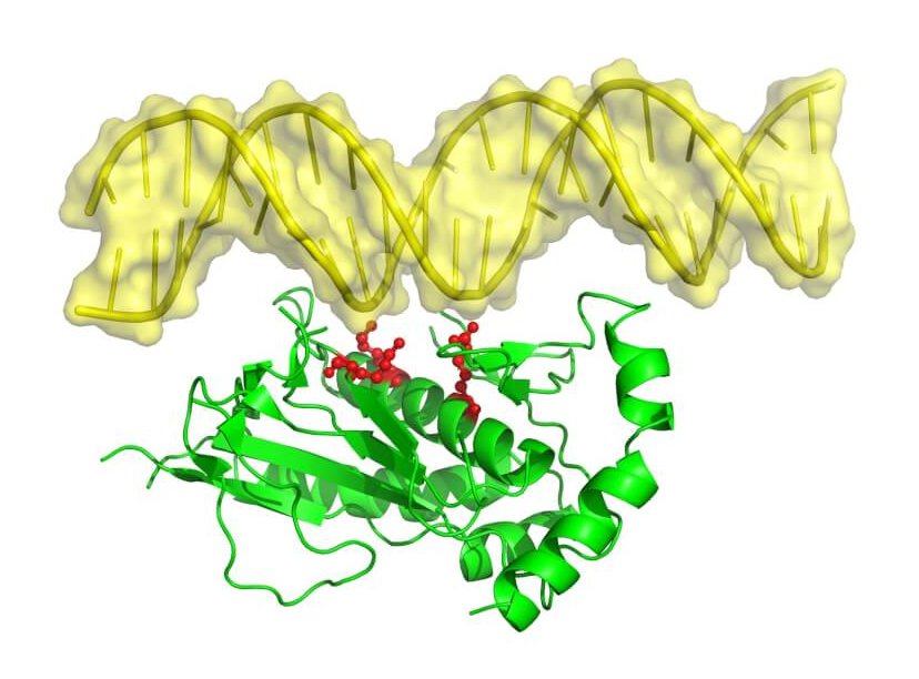Illustration of SAMD9 protein