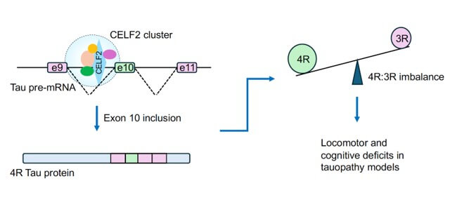 From a July 2026 publication led by Lizhen Chen, PhD: CELF2 protein forms clusters on the intron of tau pre-RNA to promote exon 10 inclusion, thereby increasing the 4R:3R tau ratio and impairing cognitive function in a tauopathy animal model.